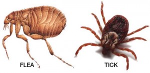 flea-and-tick